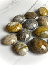 Load image into Gallery viewer, Fossilized Coral Palm Stones
