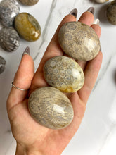 Load image into Gallery viewer, Fossilized Coral Palm Stones
