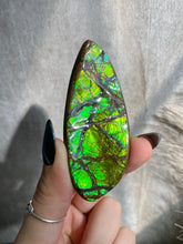 Load image into Gallery viewer, High Quality Polished Ammolite O
