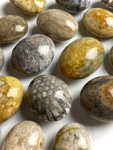 Load image into Gallery viewer, Fossilized Coral Palm Stones
